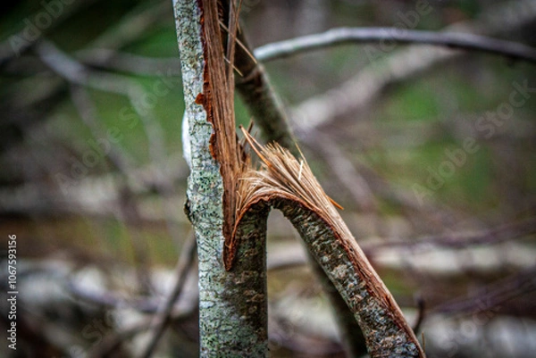 Fototapeta Broken fallen trees in the forest