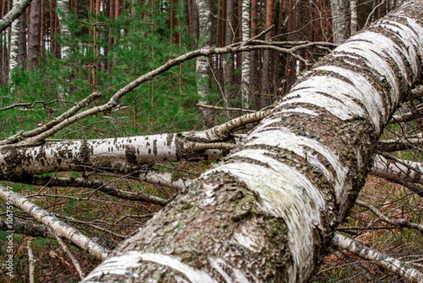 Fototapeta Broken fallen trees in the forest