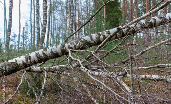 Fototapeta Broken fallen trees in the forest