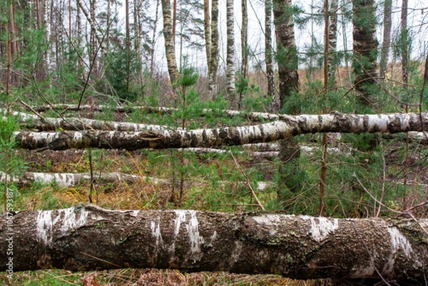 Fototapeta Broken fallen trees in the forest