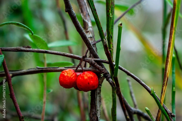 Fototapeta red berries on a tree