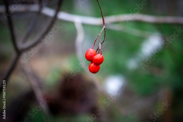 Fototapeta red berries on a branch