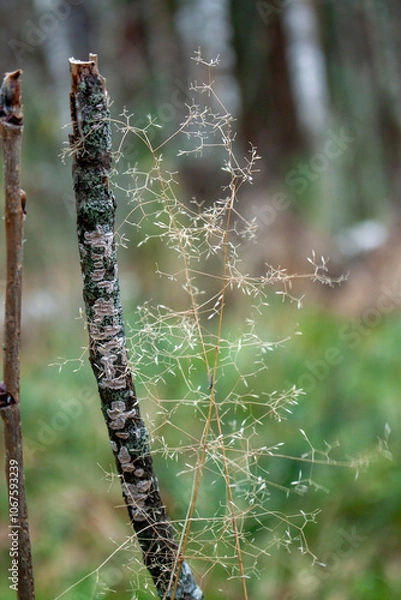 Fototapeta Magical forest plant close up