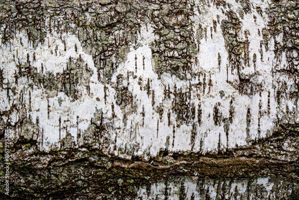 Obraz The natural birch bark texture
