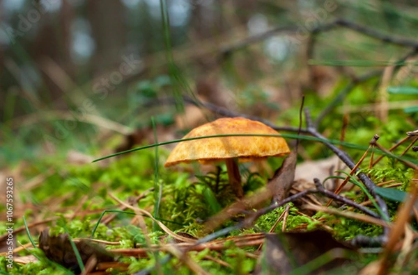 Fototapeta Wonderful mushrooms in a fairytale forest