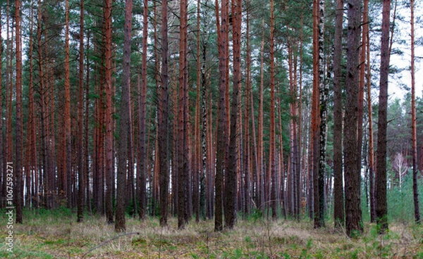 Fototapeta A dense pine autumn forest
