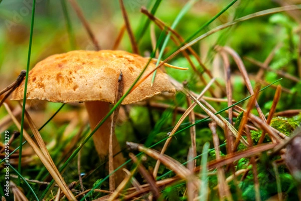 Fototapeta Wonderful mushrooms in a fairytale forest