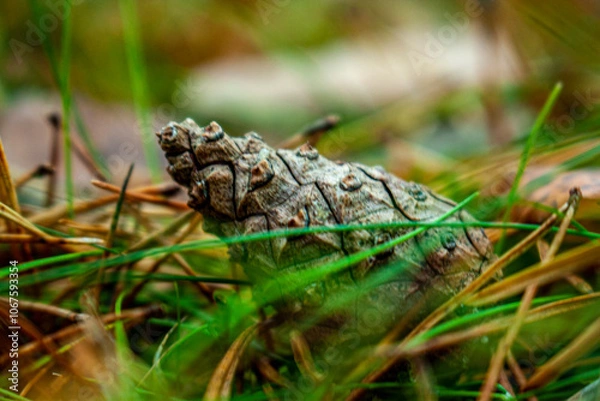 Fototapeta Incredible cone in the autumn forest