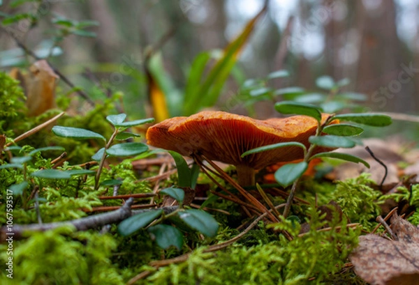 Fototapeta Wonderful mushrooms in a fairytale forest
