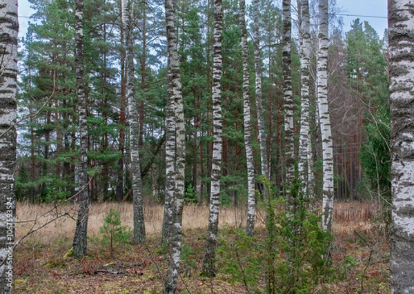 Fototapeta Magical birch grove in autumn