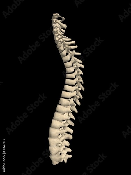Fototapeta spinal column