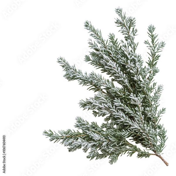 Obraz branch of a pine