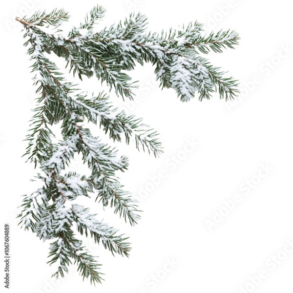 Obraz christmas tree branch