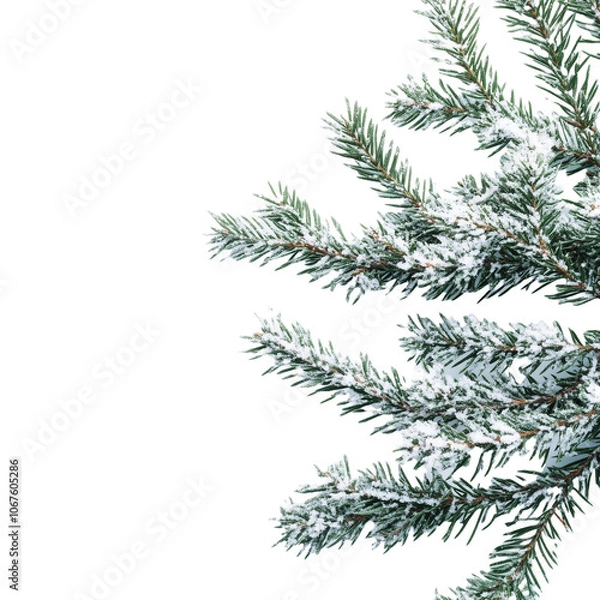 Obraz christmas tree branches