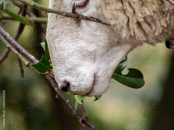 Fototapeta A sheep eats tree leaves.