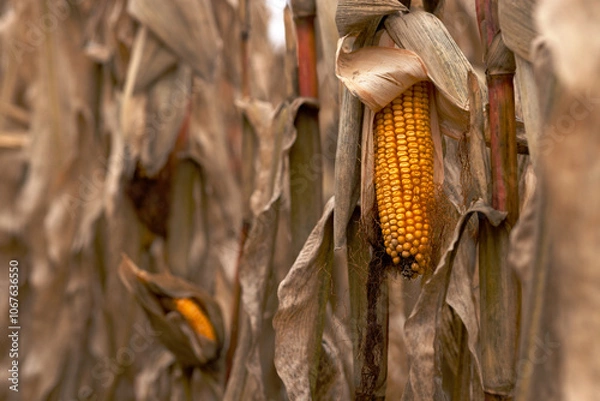 Fototapeta Open ripe corn cob with yellow grains in close-up on the stem