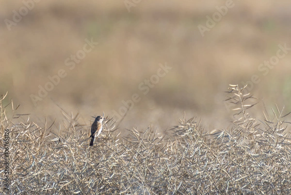 Obraz Vogel im Feld