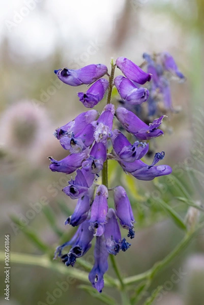 Obraz Wilde Pflanzen