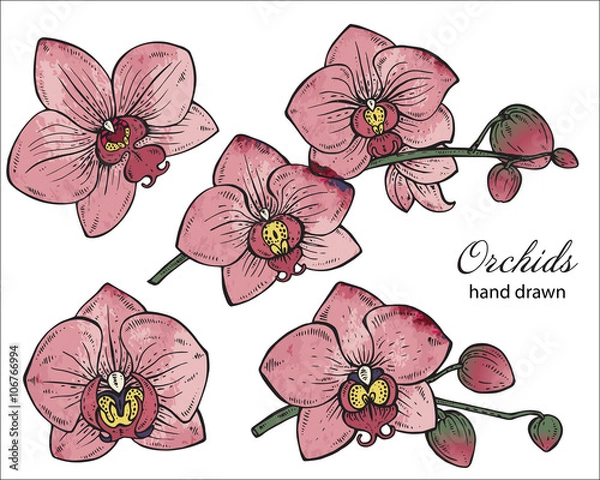 Fototapeta Vector set of hand drawn orchid branches with flowers.