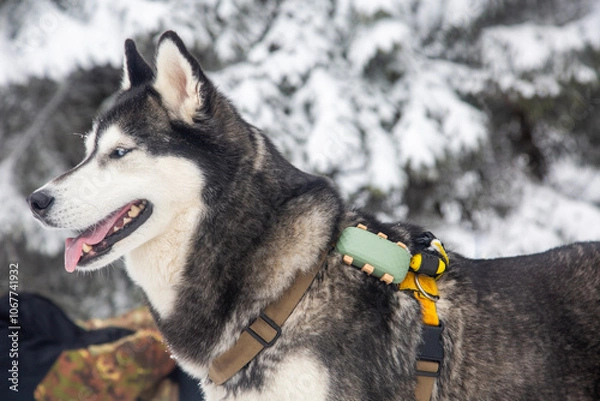 Obraz A Siberian husky, with its iconic blue eyes and thick winter coat, strikes a pose