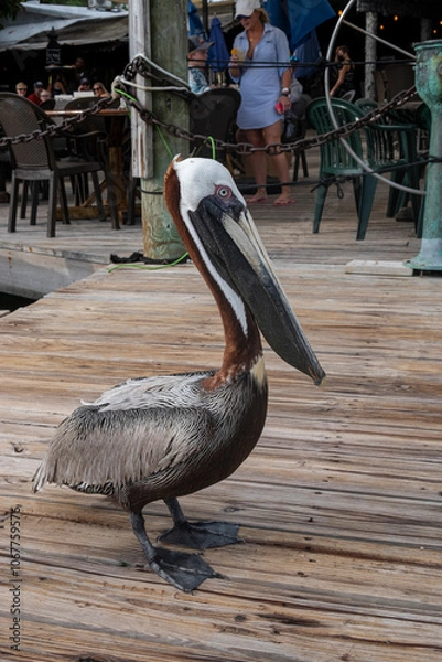 Obraz pelican on the pier