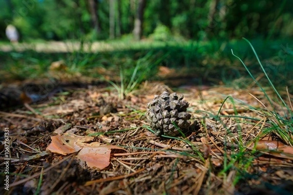 Obraz cones in the forest