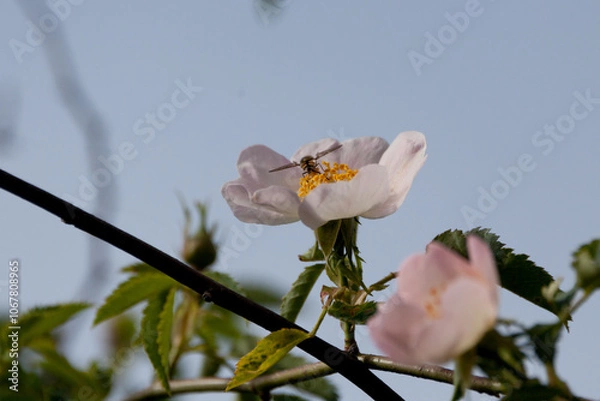 Obraz blackberry flower