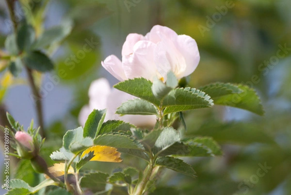 Obraz blackberry flower