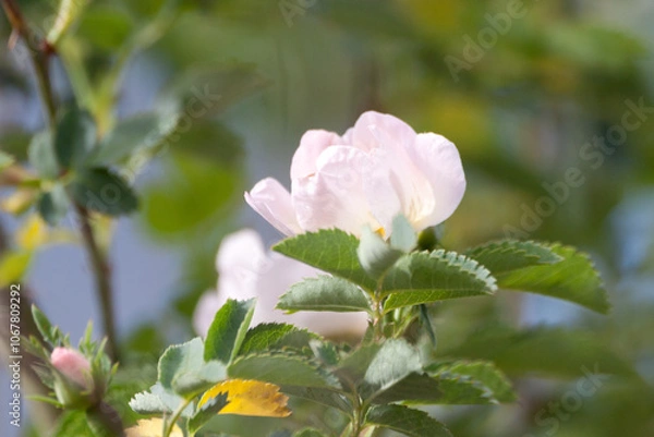Obraz blackberry flower
