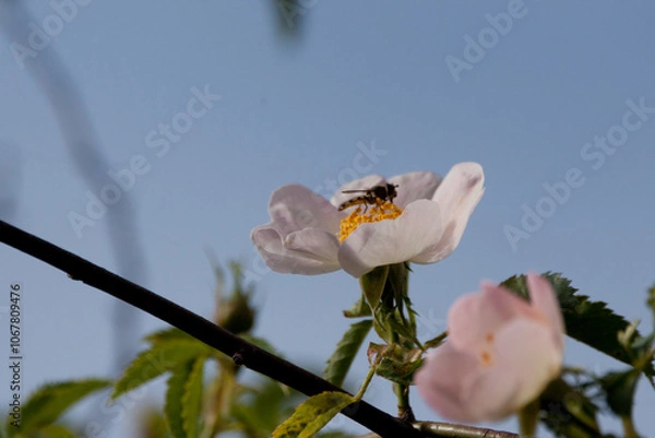 Obraz blackberry flower