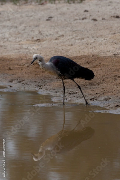 Obraz White Necked Heron