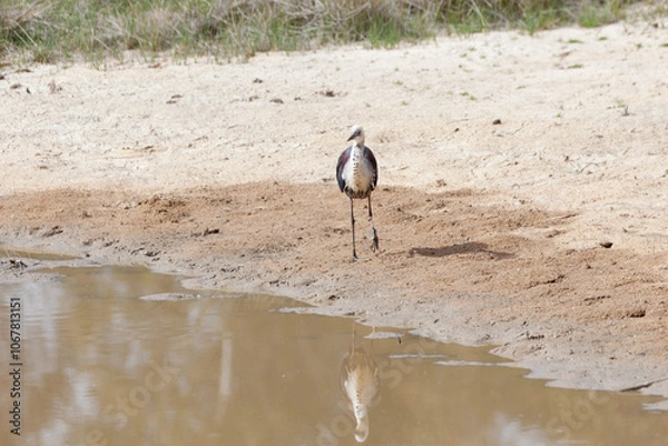 Obraz White Necked Heron