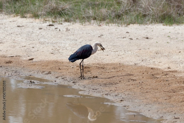 Obraz White Necked Heron