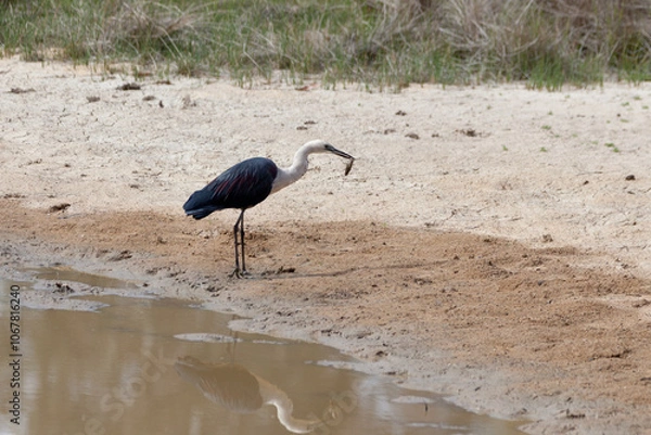 Obraz White Necked Heron