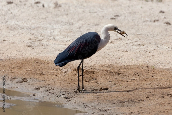 Obraz White Necked Heron