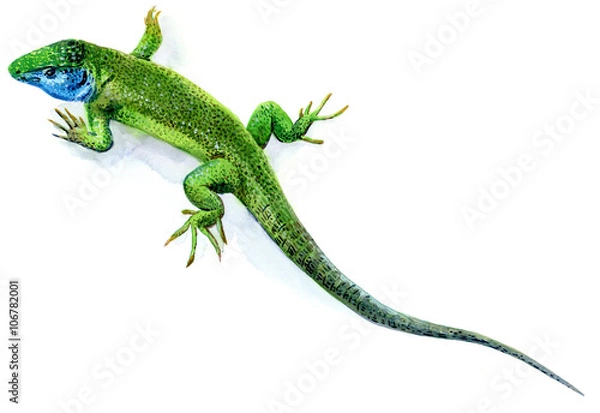 Obraz Green lizard