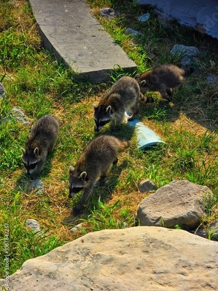 Fototapeta Raccoons crawling on some rocks