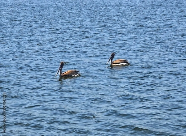 Fototapeta Pelicans on the ocean