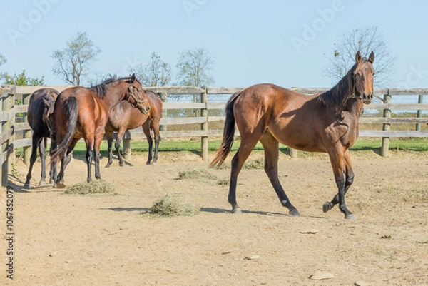 Fototapeta A yearling Thoroughbred horse looking at the camera with the rest of the herd behind her in a dry lot with piles of hay and a board fence.