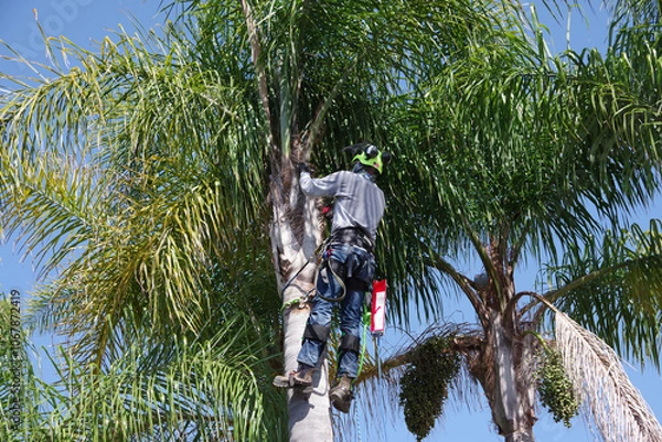 Obraz Tree trimming worker up high in a palm tree