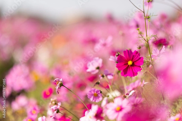 Obraz 色とりどりのコスモス畑