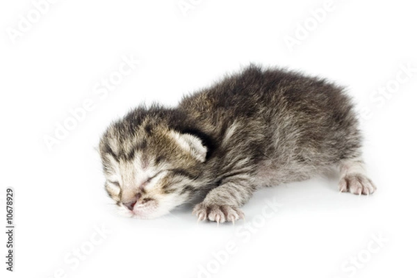 Obraz pequeño gatito durmiendo