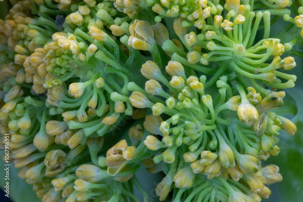 Obraz cauliflower close up