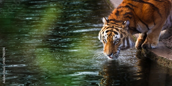 Obraz Tiger at the watering