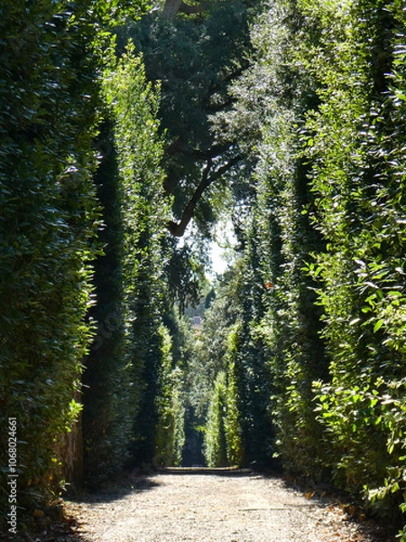 Fototapeta Trees, path in the woods. The sun peaks through the tops of the tall trees on a warm sunny summers day. 