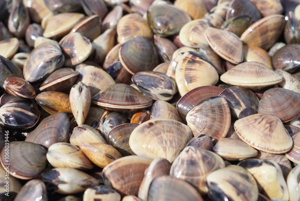Obraz 大量のハマグリ