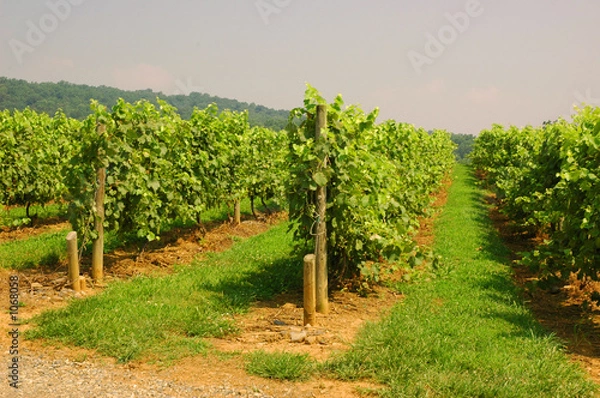 Obraz vineyard