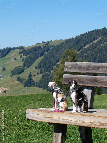 Fototapeta Two cute dogs sitting together in the mountains as the sunny is brightly shining. It's a beautiful sunny summary day in the Dolomites. Alpine hills in the background and green Meadows