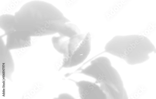 Fototapeta The shadow of the leaves of a flower on a white wall. Black and white image for photo overlay or mockup