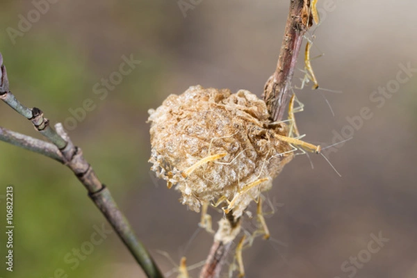 Fototapeta Emerging praying mantis nymphs cluster on egg case